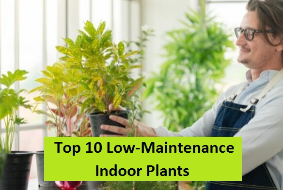 Top 10 Low-Maintenance Indoor Plants For Every Lifestyle - Organicbazar ...