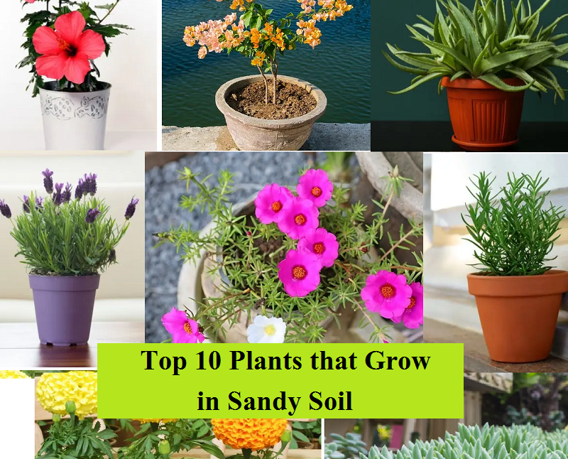 Top 10 Plants that Grow in Sandy Soil in India Organicbazar Blog