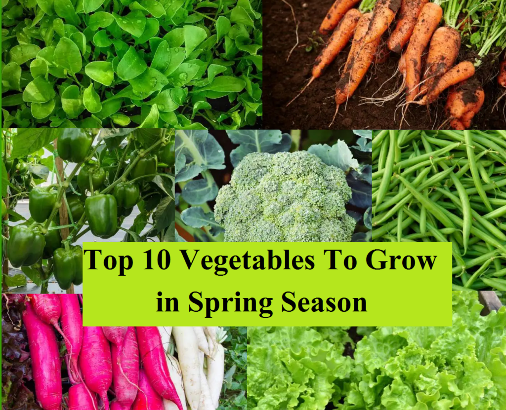 Top 10 Vegetables To Grow in Spring Season Organicbazar Blog