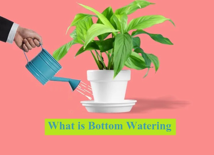 What Is Bottom Watering, How to do it? Step By Step Guide