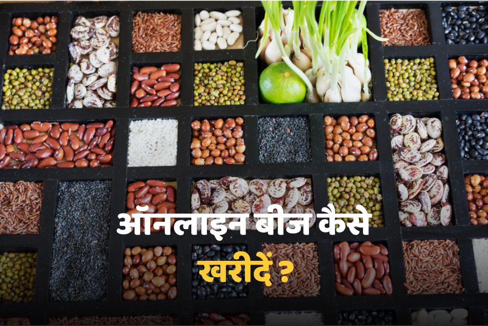 ऑनलाइन बीज कैसे खरीदें How To Buy Seeds Online In Hindi