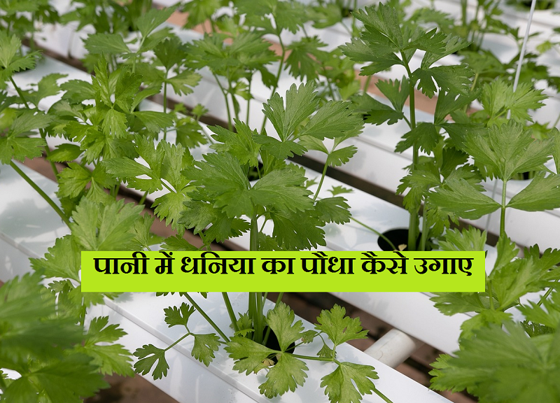 पानी में धनिया का पौधा कैसे उगाए - How To Grow Coriander Plant In Water ...
