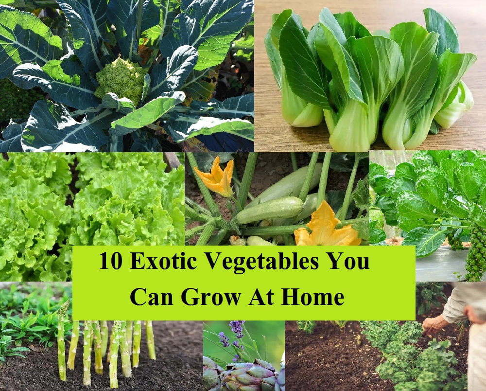 Top 10 Exotic Vegetables You Can Grow At Home in India Organicbazar Blog