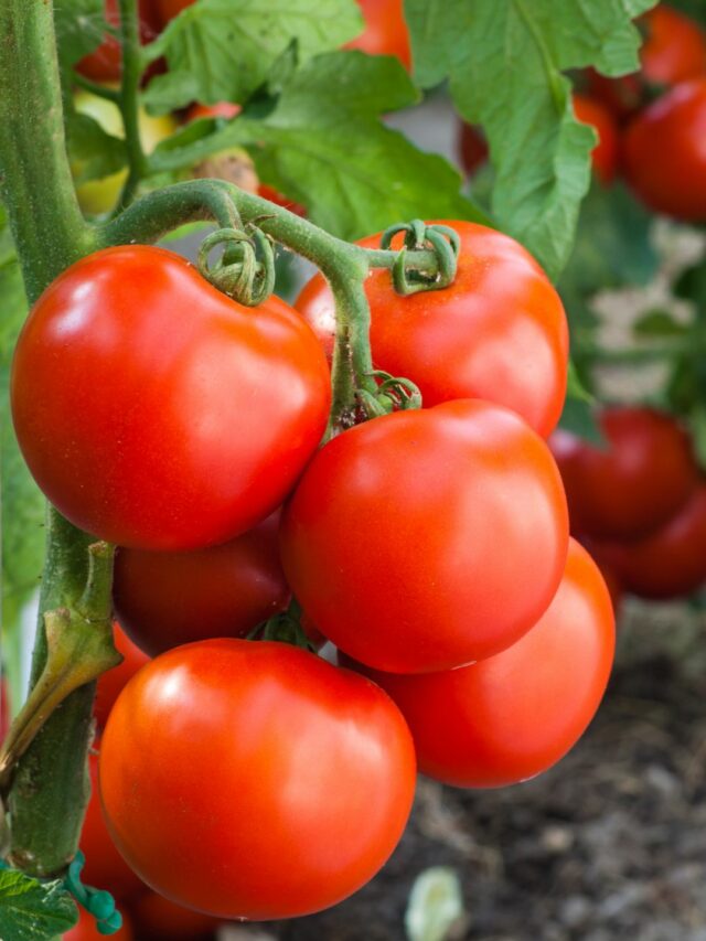 How to grow tomatoes from seeds in pots! - Organicbazar Blog