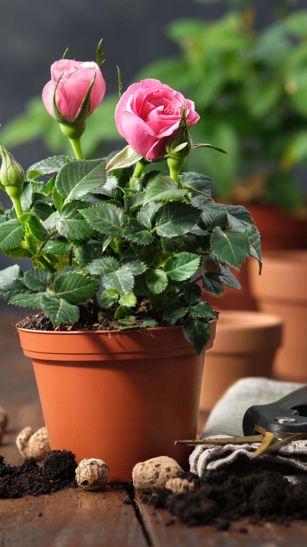 Mastering Rose Gardening: 7 Essential Tips for Growing Roses in Pots! -  Organicbazar Blog