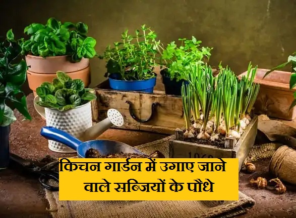 10 ऐसे सब्जियों के पौधे जिन्हें आप किचन गार्डन में आसानी से उगा सकते ...