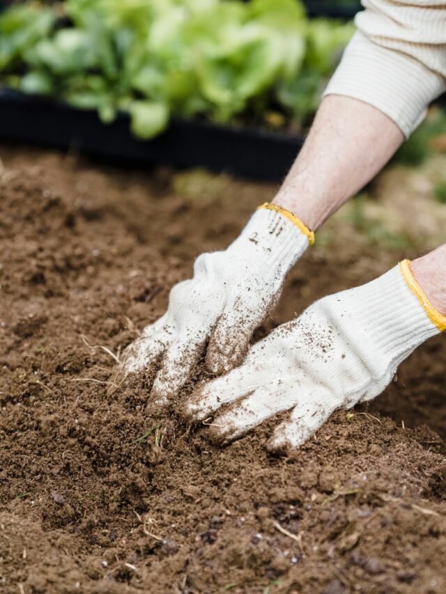 How To Prepare Soil For Flowering Plants! - Organicbazar Blog