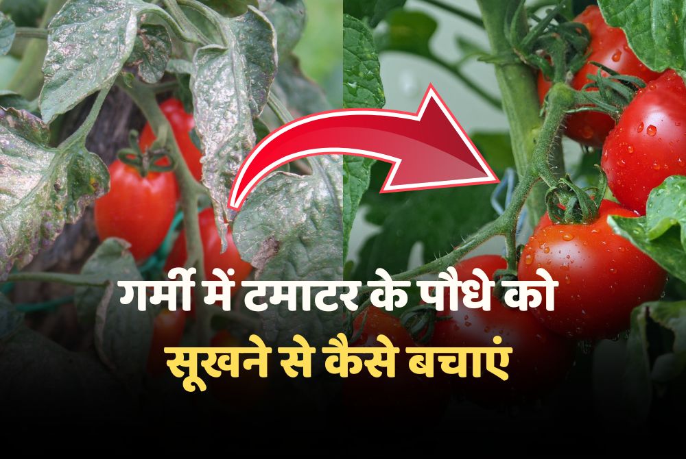 गर्मी में टमाटर के पौधे को सूखने से कैसे बचाएं, जानिए How To Protect