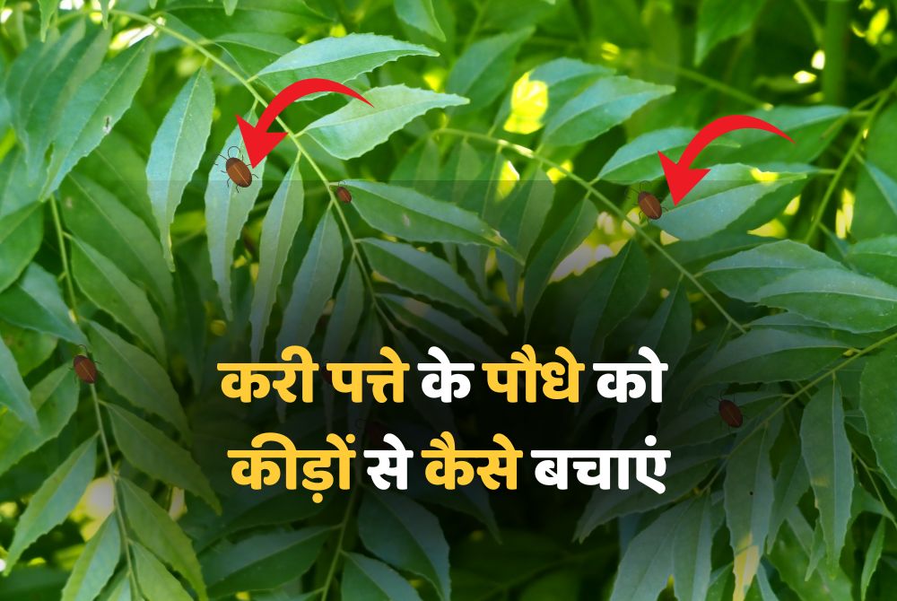 करी पत्ते के पौधे को कीड़ों से कैसे बचाएं How to Protect Curry Leaf
