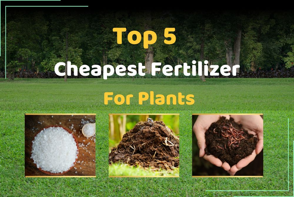 Top 5 Cheapest Fertilizer For Plants and Your Home Garden ...