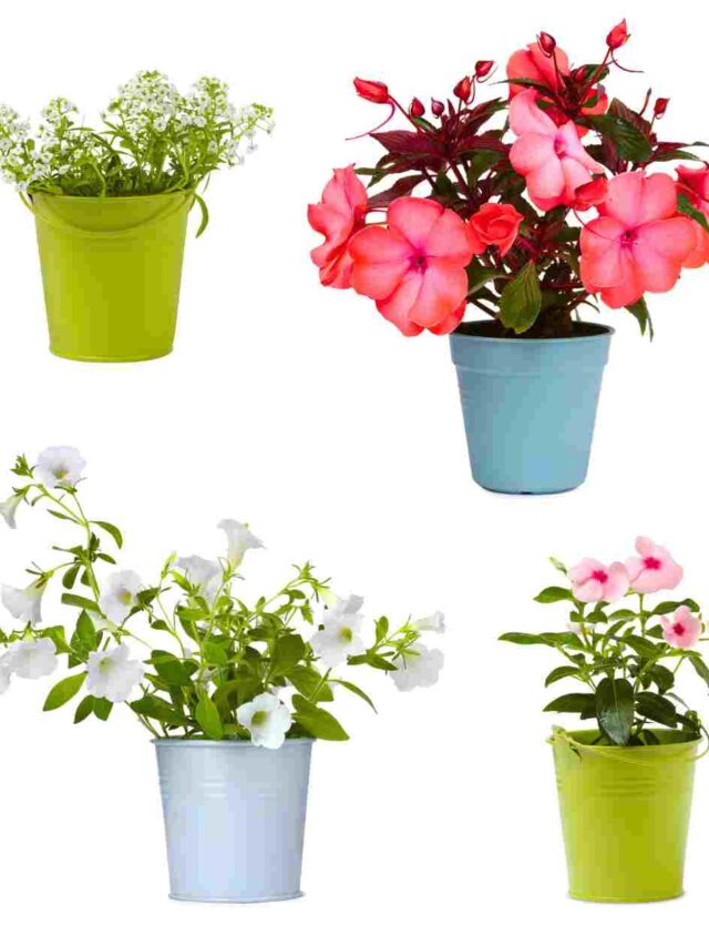 Top 10 Low Maintenance Flowers Plants For Lazy Gardeners! Organicbazar Blog