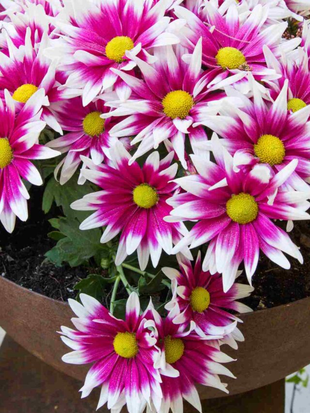 How To Grow Daisy Flowers At Home? Organicbazar Blog