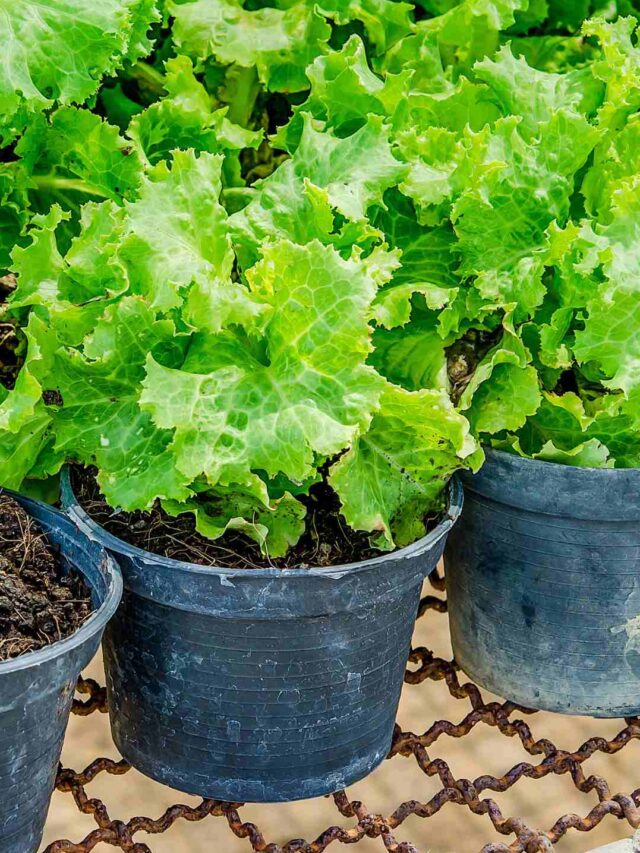 How To Grow Lettuce At Home A Comprehensive Guide Organicbazar Blog