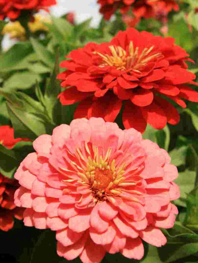 stepbystep guide to growing zinnia flowers in pots! Organicbazar Blog