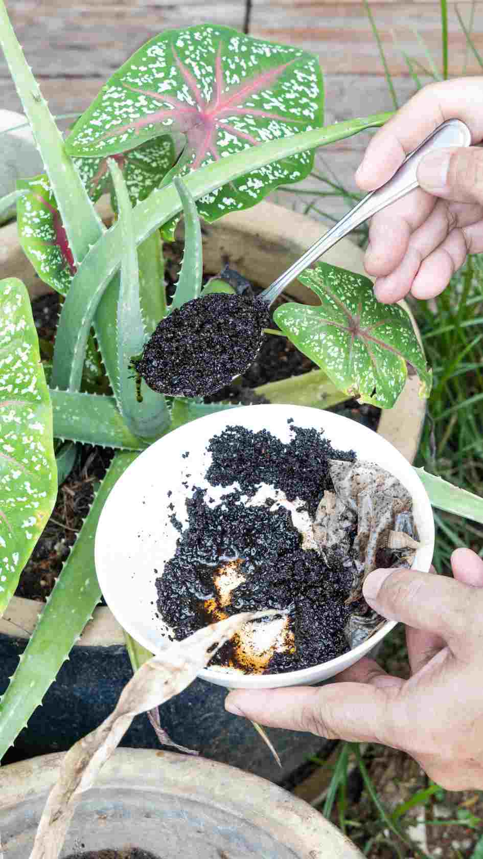 Keep Your Aloe Vera Plant Healthy Even in Summer! Follow These Simple Tips!  - Organicbazar Blog