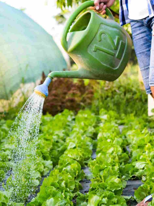 Effective Watering Techniques for a Thriving Vegetable Garden ...
