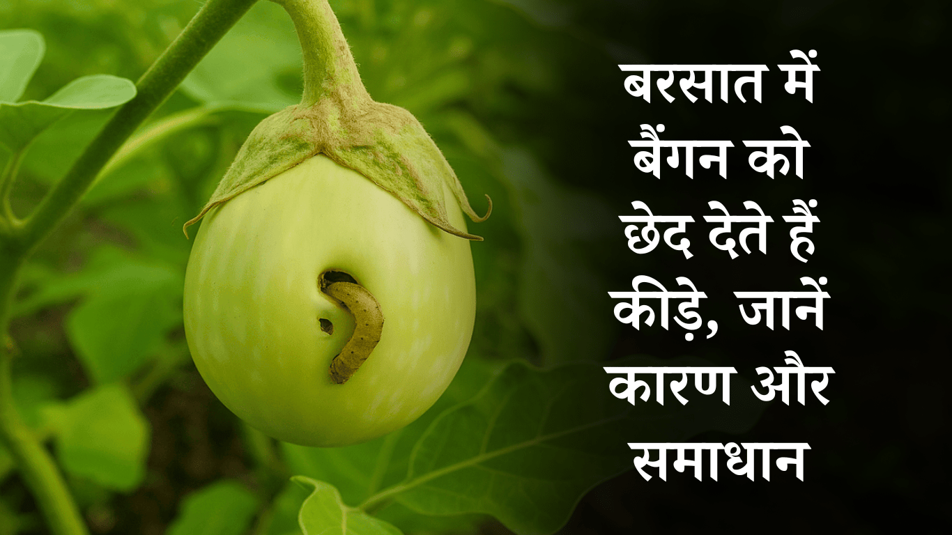 मानसून में बैंगन में छेद क्यों होते हैं? जानिए कारण और समाधान