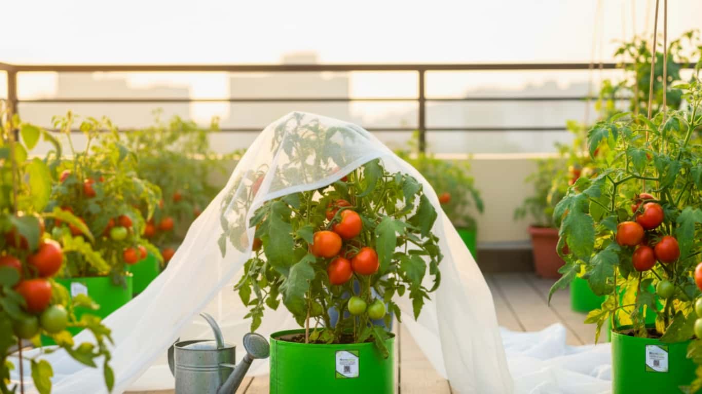 टमाटर के पौधों को ठंड से कैसे बचाएं - How To Protect Tomato Plants From ...